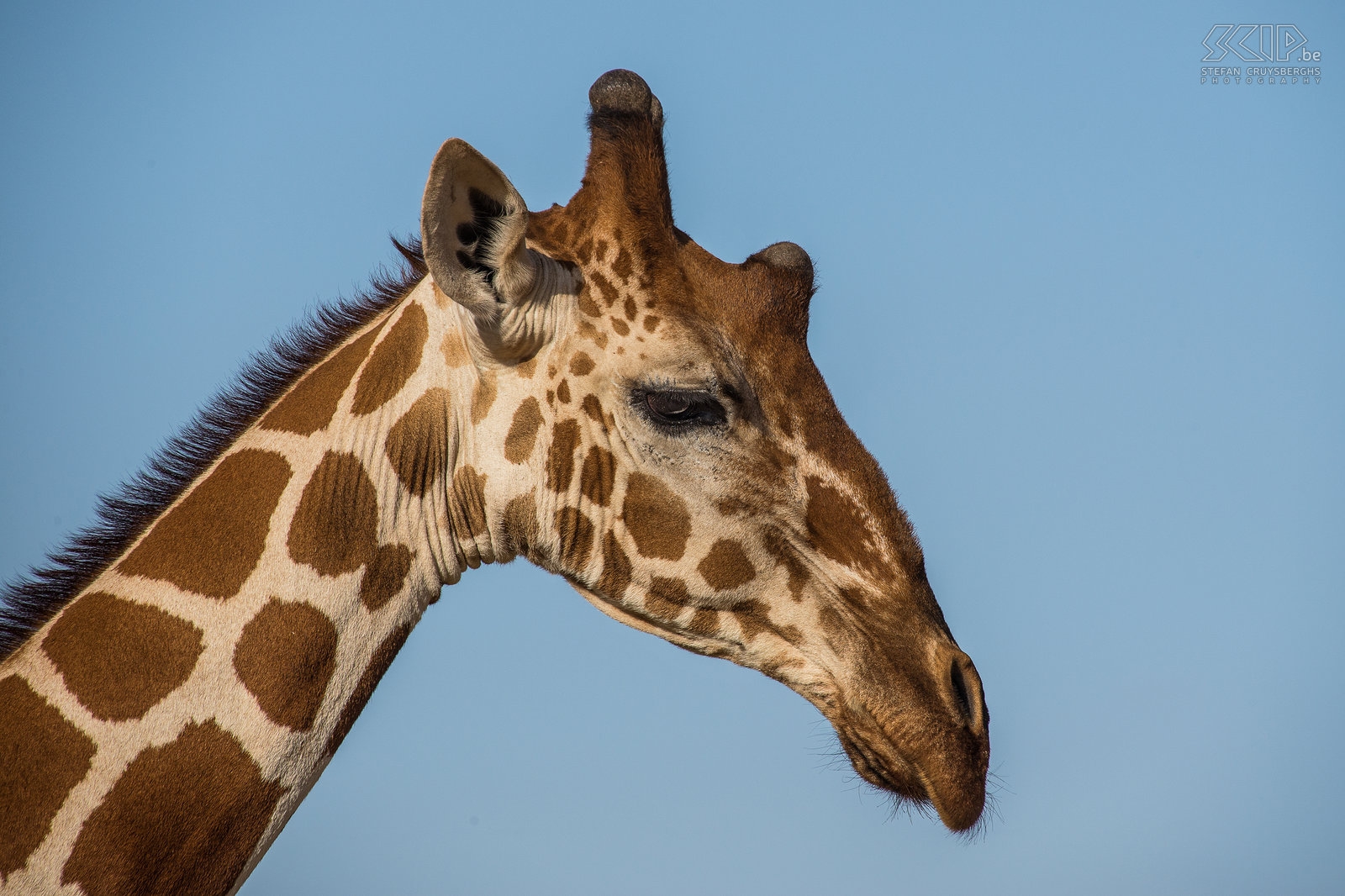 Samburu - Somalische-giraffe De Somalische-giraffe is een ondersoort van de giraf en komt voor in Somalië, Zuid-Ethiopië en Noord-Kenia. Stefan Cruysberghs